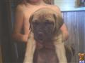 Bullmastiff